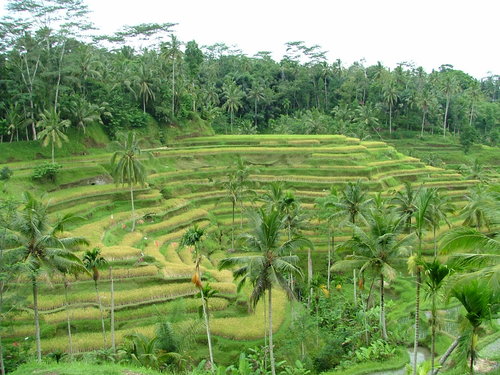 Bali_25dec2005_223